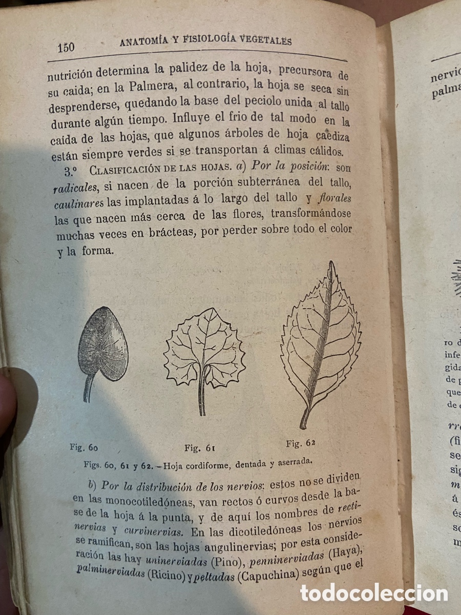 Libros antiguos: Organogragia y Botanica - Risue&ntilde;o - B4 - Foto 7