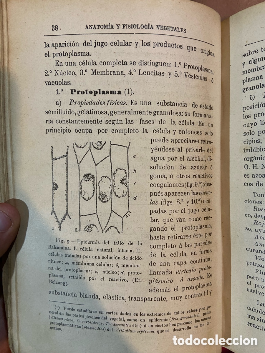 Libros antiguos: Organogragia y Botanica - Risue&ntilde;o - B4 - Foto 9