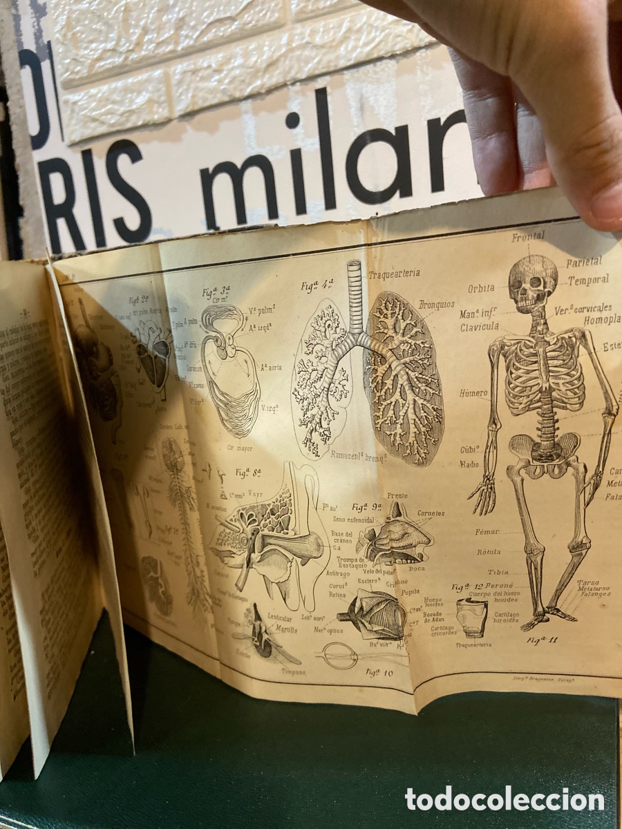 Libros antiguos: Programa de un curso de Historia Natural - Jose Albi&ntilde;ana-A5 - Foto 6