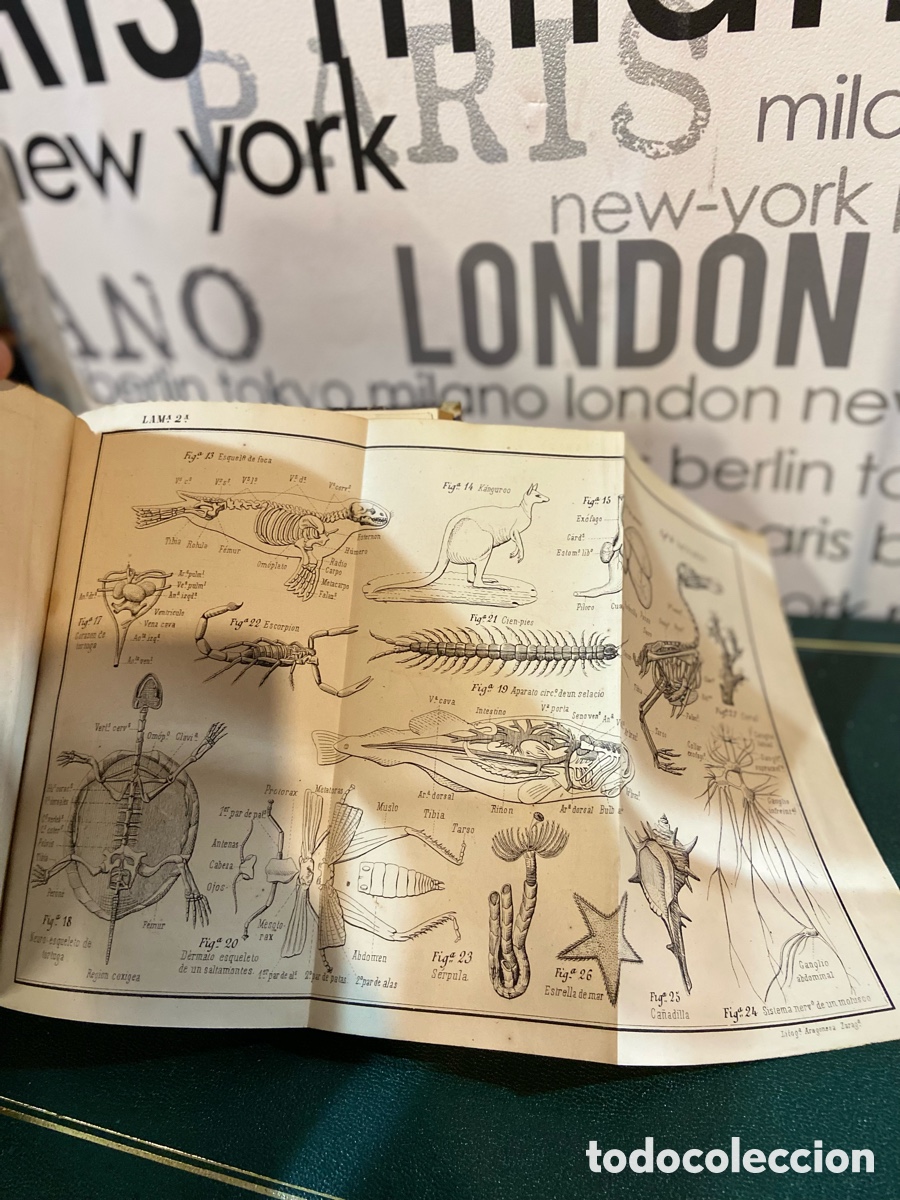 Libros antiguos: Programa de un curso de Historia Natural - Jose Albi&ntilde;ana-A5 - Foto 7