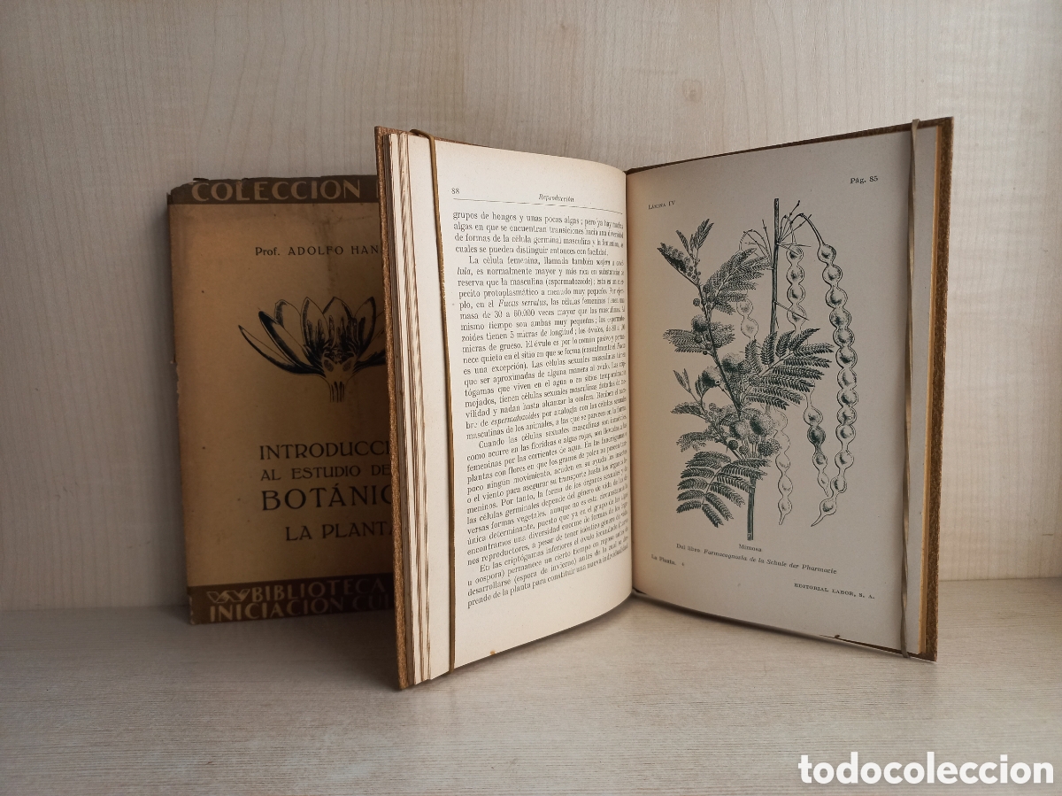 Libros antiguos: Introducci&oacute;n al estudio de la bot&aacute;nica. Adolfo Hansen. Labor. Ilustrado. - Foto 5