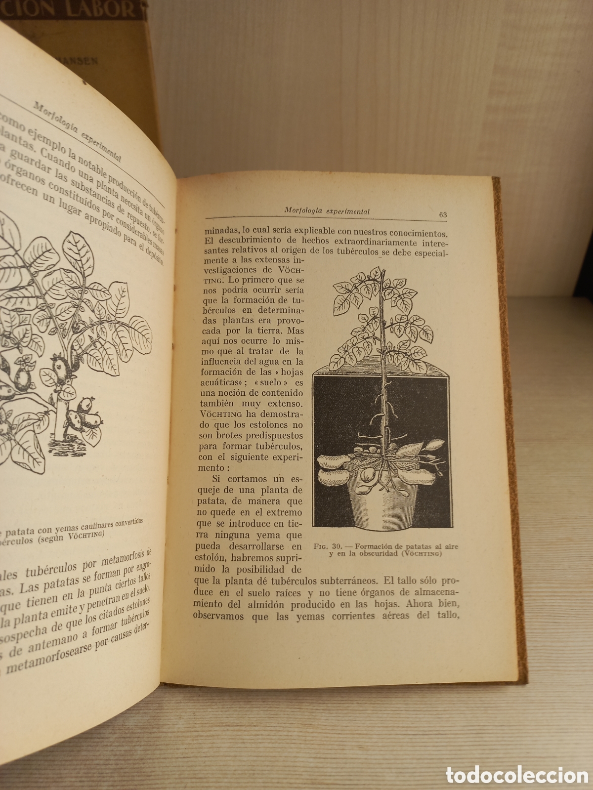 Libros antiguos: Introducci&oacute;n al estudio de la bot&aacute;nica. Adolfo Hansen. Labor. Ilustrado. - Foto 6