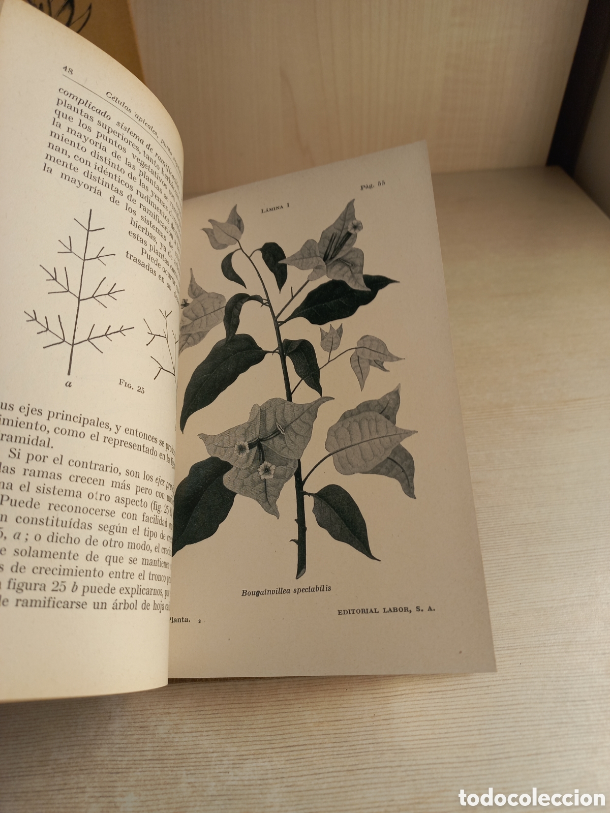 Libros antiguos: Introducci&oacute;n al estudio de la bot&aacute;nica. Adolfo Hansen. Labor. Ilustrado. - Foto 7