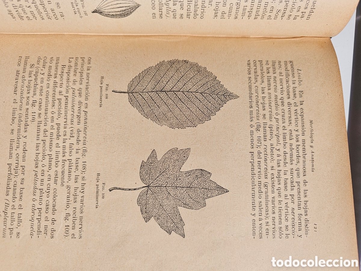 Libros antiguos: Fant&aacute;stico libro Tratado elemental de bot&aacute;nica 1897 - Foto 4