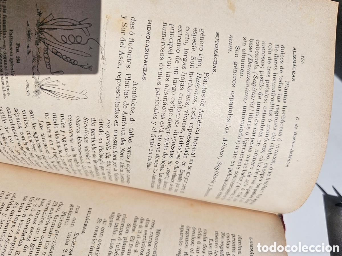 Libros antiguos: Fant&aacute;stico libro Tratado elemental de bot&aacute;nica 1897 - Foto 10