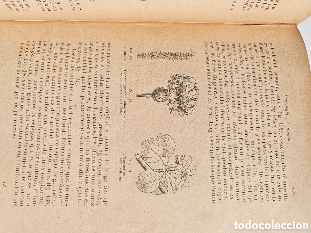 Libros antiguos: Fant&aacute;stico libro Tratado elemental de bot&aacute;nica 1897 - Foto 12