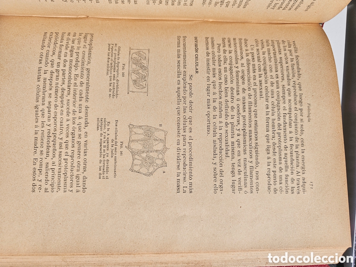 Libros antiguos: Fant&aacute;stico libro Tratado elemental de bot&aacute;nica 1897 - Foto 13