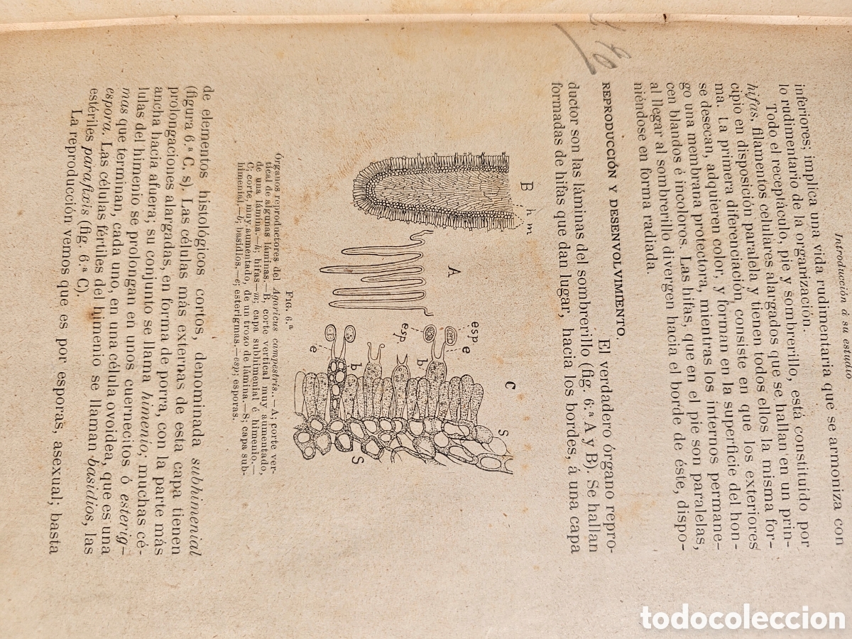 Libros antiguos: Fant&aacute;stico libro Tratado elemental de bot&aacute;nica 1897 - Foto 14