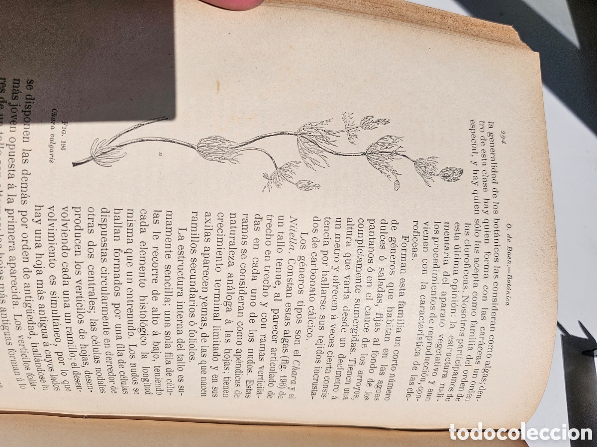 Libros antiguos: Fant&aacute;stico libro Tratado elemental de bot&aacute;nica 1897 - Foto 15