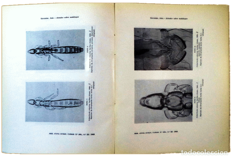 Libros antiguos: TENDEIRO. (Jo&atilde;o) - ESTUDOS SOBRE MAL&Oacute;FAGOS. - Foto 2