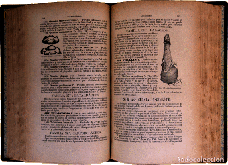 Libros antiguos: L&Aacute;ZARO &Eacute; IBIZA. (Blas) - COMPENDIO DE LA FLORA ESPA&Ntilde;OLA. - Foto 2
