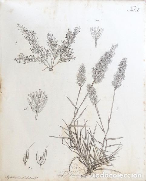 Libros antiguos: SEUBERT, (Mauricius). - FLORA AZORICA - Foto 3