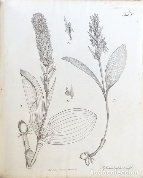 Libros antiguos: SEUBERT, (Mauricius). - FLORA AZORICA - Foto 4