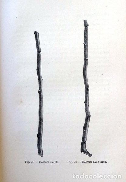 Libros antiguos: GILLEKENS. (L.J.) - &Eacute;L&Eacute;MENTS D&#39;ARBORICULTURE FORESTI&Egrave;RE. - Foto 2