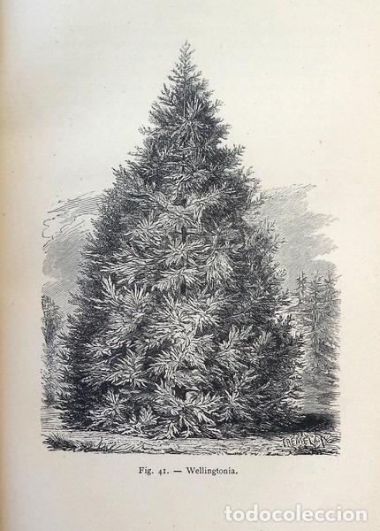 Libros antiguos: GILLEKENS. (L.J.) - &Eacute;L&Eacute;MENTS D&#39;ARBORICULTURE FORESTI&Egrave;RE. - Foto 3