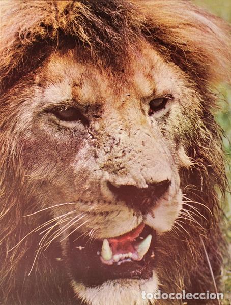 Libros antiguos: FAUNA (A), VIDA E COSTUMES DOS ANIMAIS SELVAGENS. - Foto 2