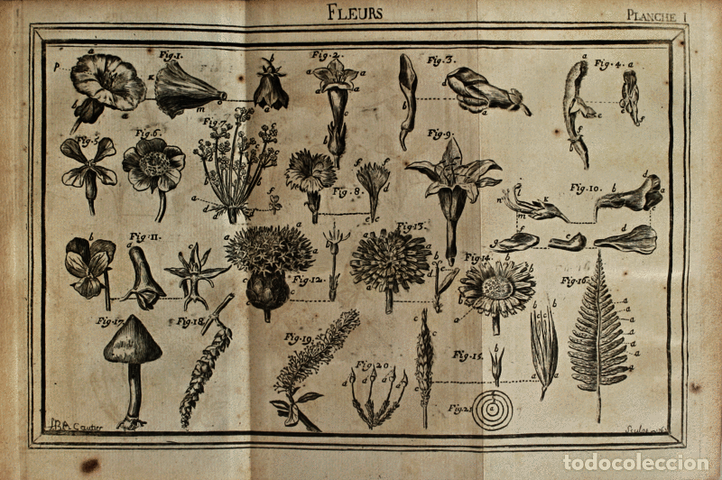 Libros antiguos: D&Eacute;MONSTRATIONS &Eacute;L&Eacute;MENTAIRES DE BOTANIQUE. - Foto 2