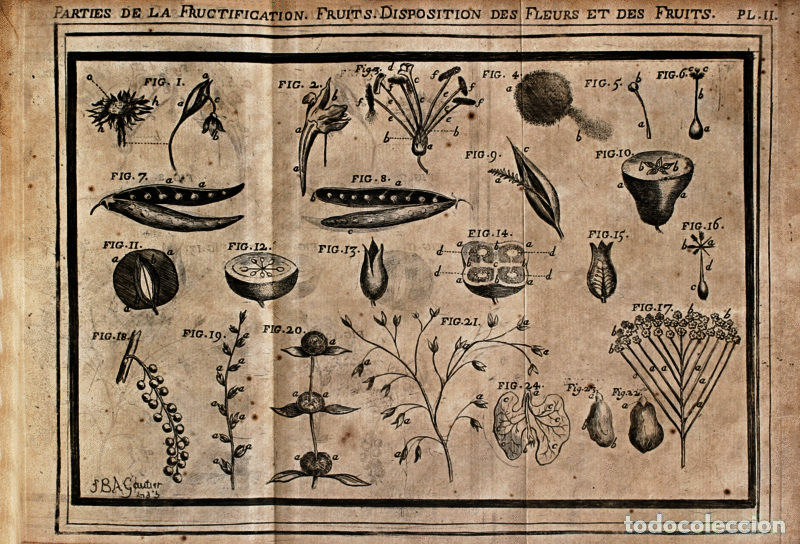 Libros antiguos: D&Eacute;MONSTRATIONS &Eacute;L&Eacute;MENTAIRES DE BOTANIQUE. - Foto 3