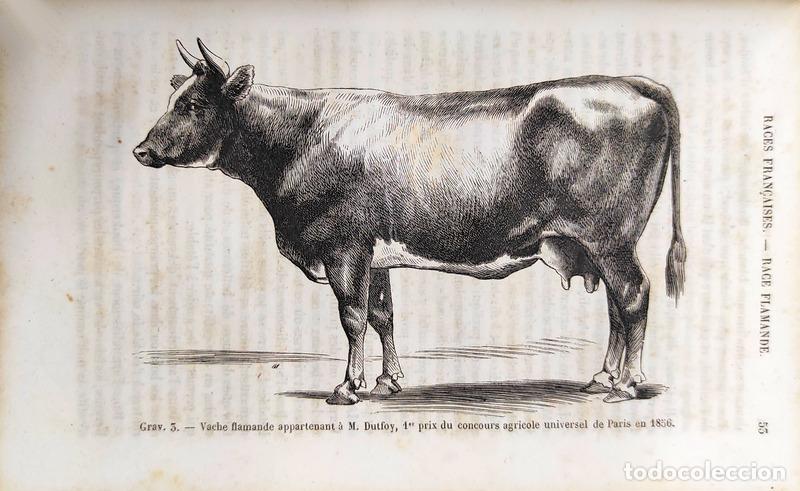 Libros antiguos: DAMPIERRE. (Le Mis de) - RACES BOVINES. - Foto 2