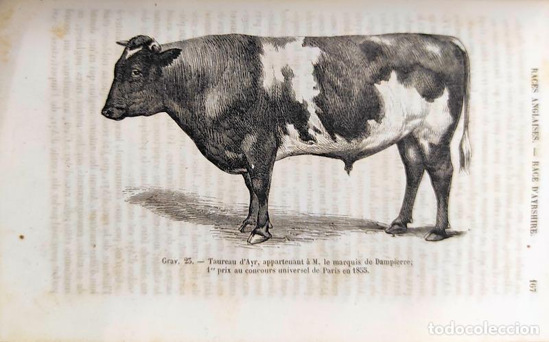 Libros antiguos: DAMPIERRE. (Le Mis de) - RACES BOVINES. - Foto 3