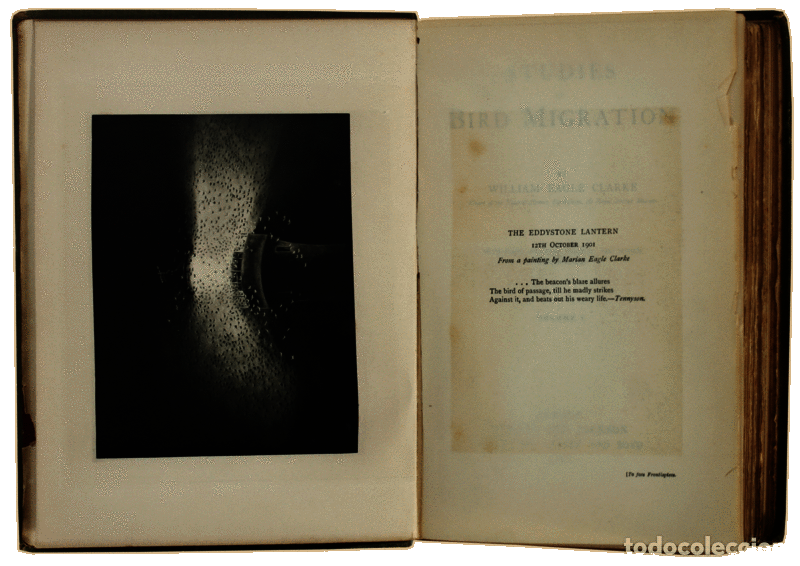 Libros antiguos: EAGLE CLARKE. (William) - STUDIES IN BIRD MIGRATION. [2 Vols.] - Foto 2