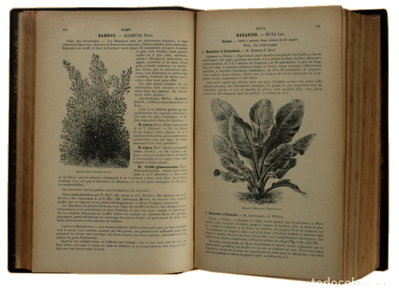 Libros antiguos: VILMORIN. (Philippe L. de) - LES FLEURS DE PLEINE TERRE. - Foto 2