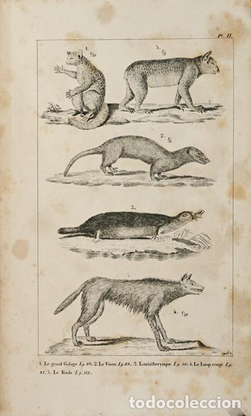 Libros antiguos: CUVIER. (Georges) - LE R&Egrave;GNE ANIMAL. - Foto 2