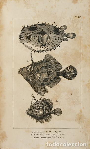 Libros antiguos: CUVIER. (Georges) - LE R&Egrave;GNE ANIMAL. - Foto 3