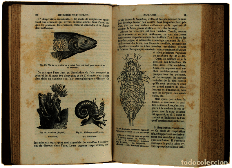 Libros antiguos: LANGLEBERT. (J.) - HISTOIRE NATURELLE. - Foto 2