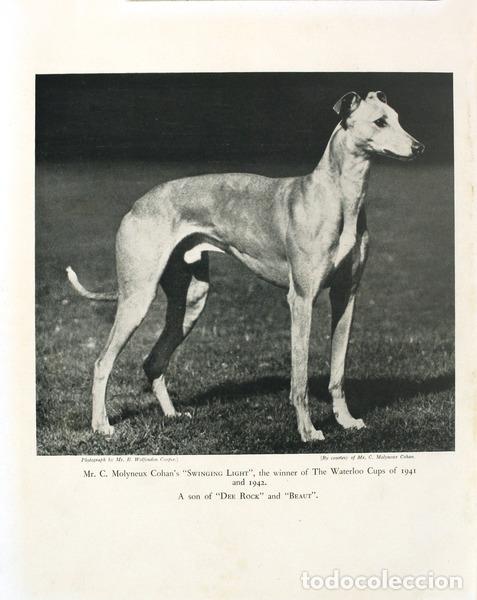 Libros antiguos: CLARKE. (H. Edwards) - THE MODERN GREYHOUND. - Foto 2