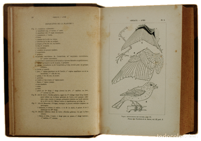 Libros antiguos: FATIO. (Victor) - FAUNE DES VERT&Eacute;BR&Eacute;S DE LA SUISSE. - Foto 3
