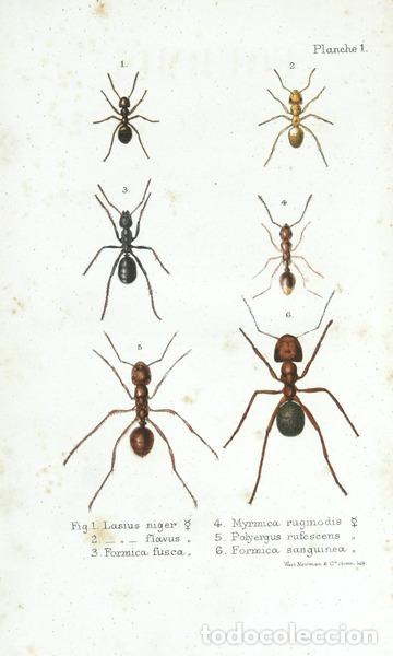 Libros antiguos: LUBBOCK. (John) - FOURMIS, ABEILLES ET GU&Ecirc;PES. - Foto 2