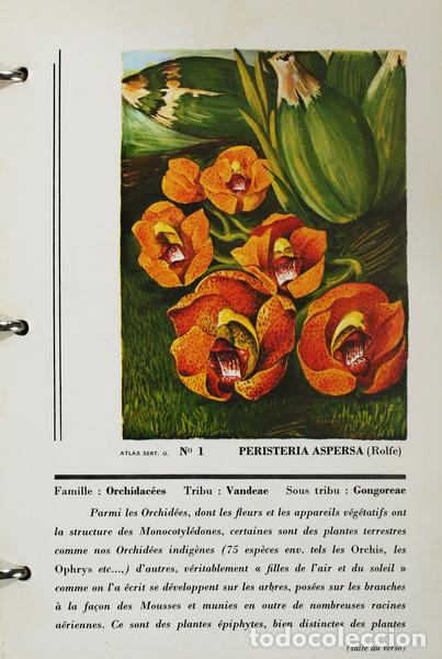 Libros antiguos: ATLAS DES ORCHIDEES. - Foto 2