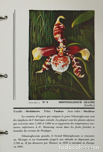 Libros antiguos: ATLAS DES ORCHIDEES. - Foto 3