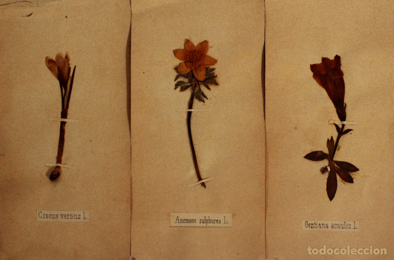 Libros antiguos: FLORA ALPINA. [HERB&Aacute;RIO] - Foto 2