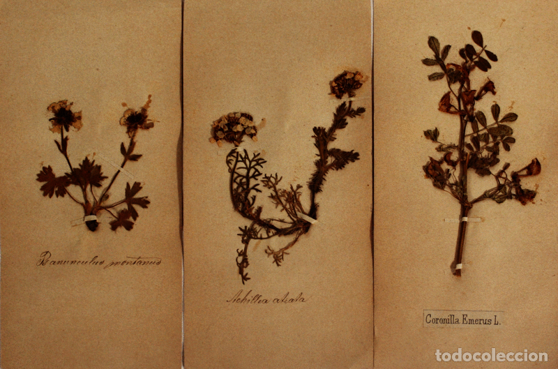 Libros antiguos: FLORA ALPINA. [HERB&Aacute;RIO] - Foto 3