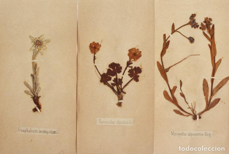 Libros antiguos: FLORA ALPINA. [HERB&Aacute;RIO] - Foto 1