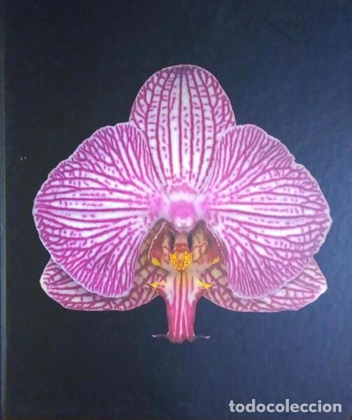 Libros antiguos: FEINSTEIN. (Harold) - ORCHIDELIRIUM. - Foto 1