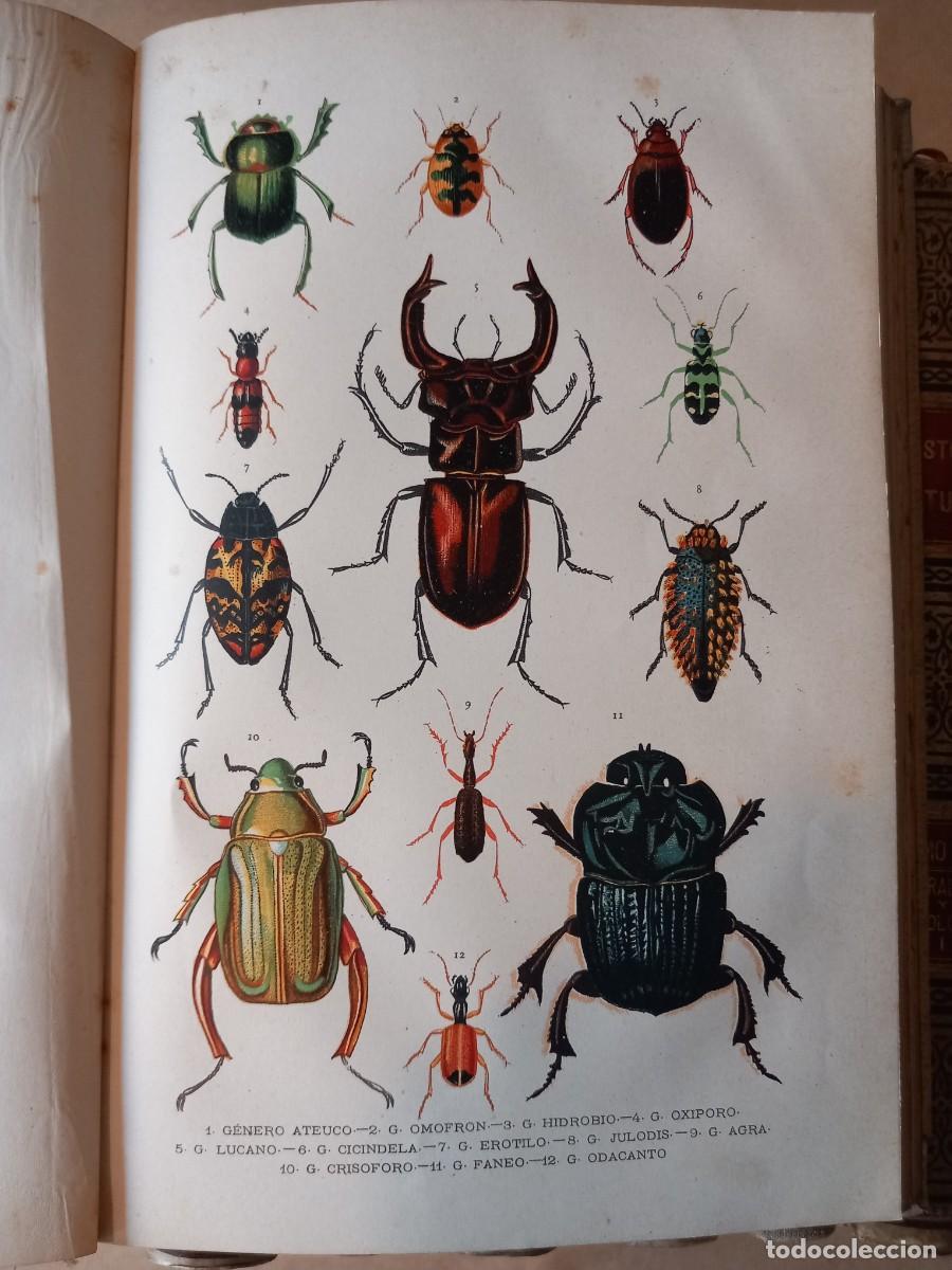 Libros antiguos: Historia Natural (13 vols.) - Foto 6