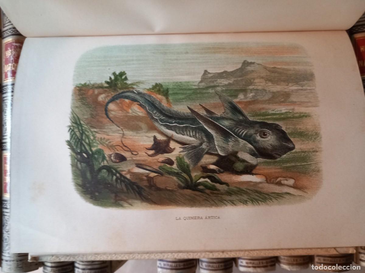 Libros antiguos: Historia Natural (13 vols.) - Foto 7