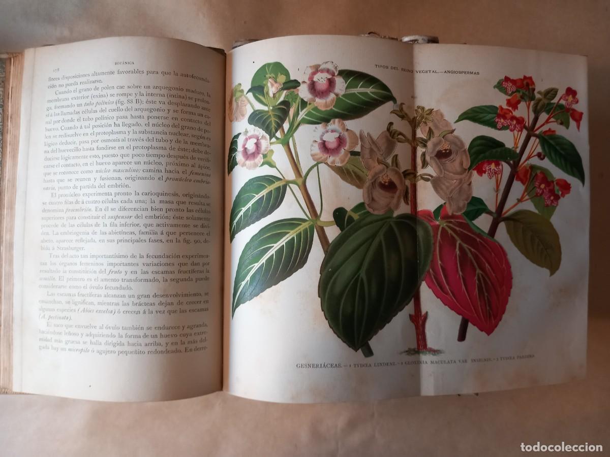Libros antiguos: Historia Natural (13 vols.) - Foto 8