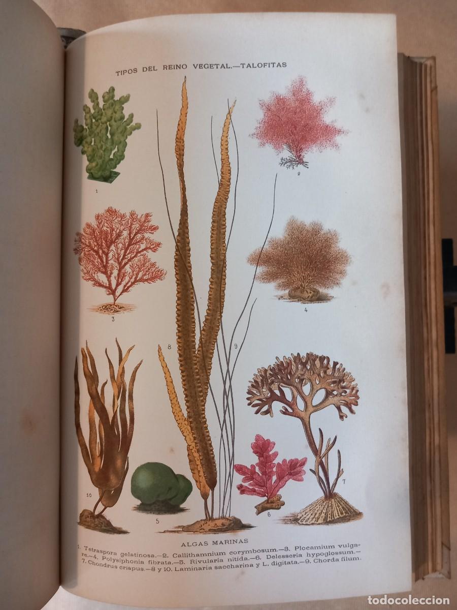 Libros antiguos: Historia Natural (13 vols.) - Foto 9