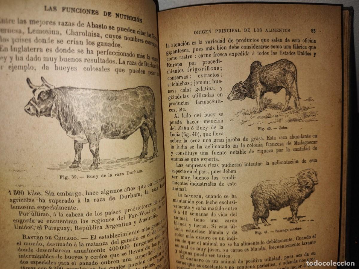Libros antiguos: 60- HISTORIA NATURAL APLICADA - E. CAUSTIER - 1927 - Foto 13