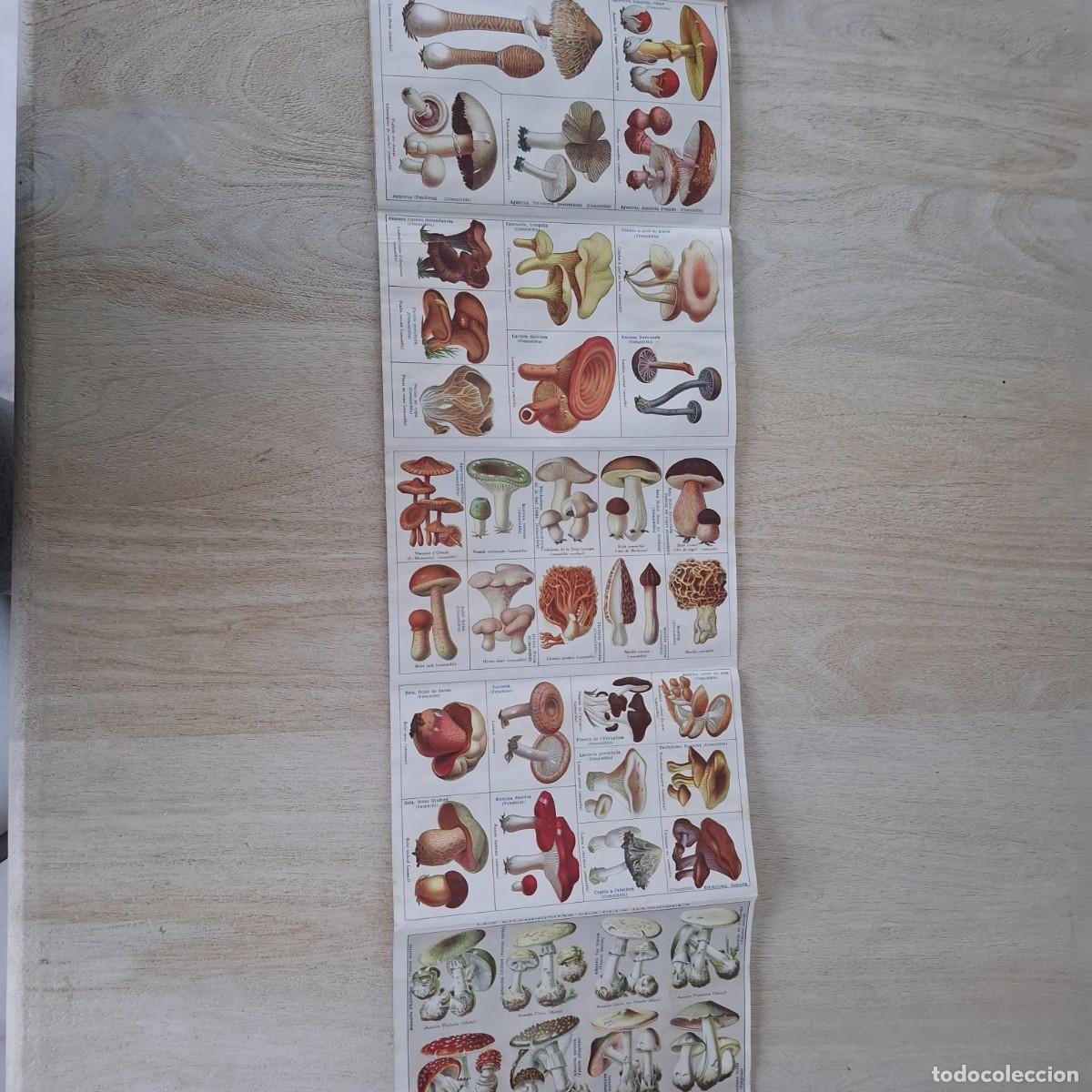 Libros antiguos: Hongos -setas - M.Barb&eacute; -bot&aacute;nico - 1910? - Foto 3