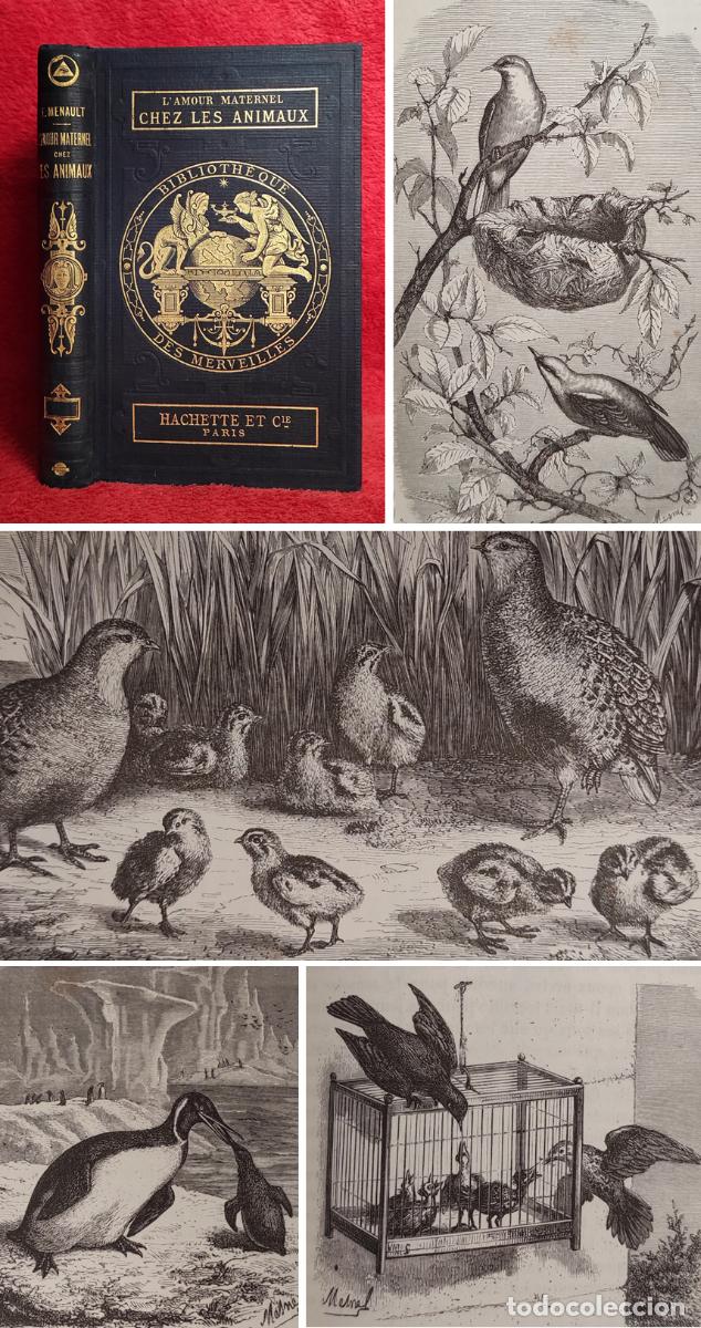 Libros antiguos: ❤️️A&Ntilde;O 1877 - EL AMOR MATERNAL EN LOS ANIMALES: P&Aacute;JAROS, MAM&Iacute;FEROS, PECES, INSECTOS - 76 GRABADOS