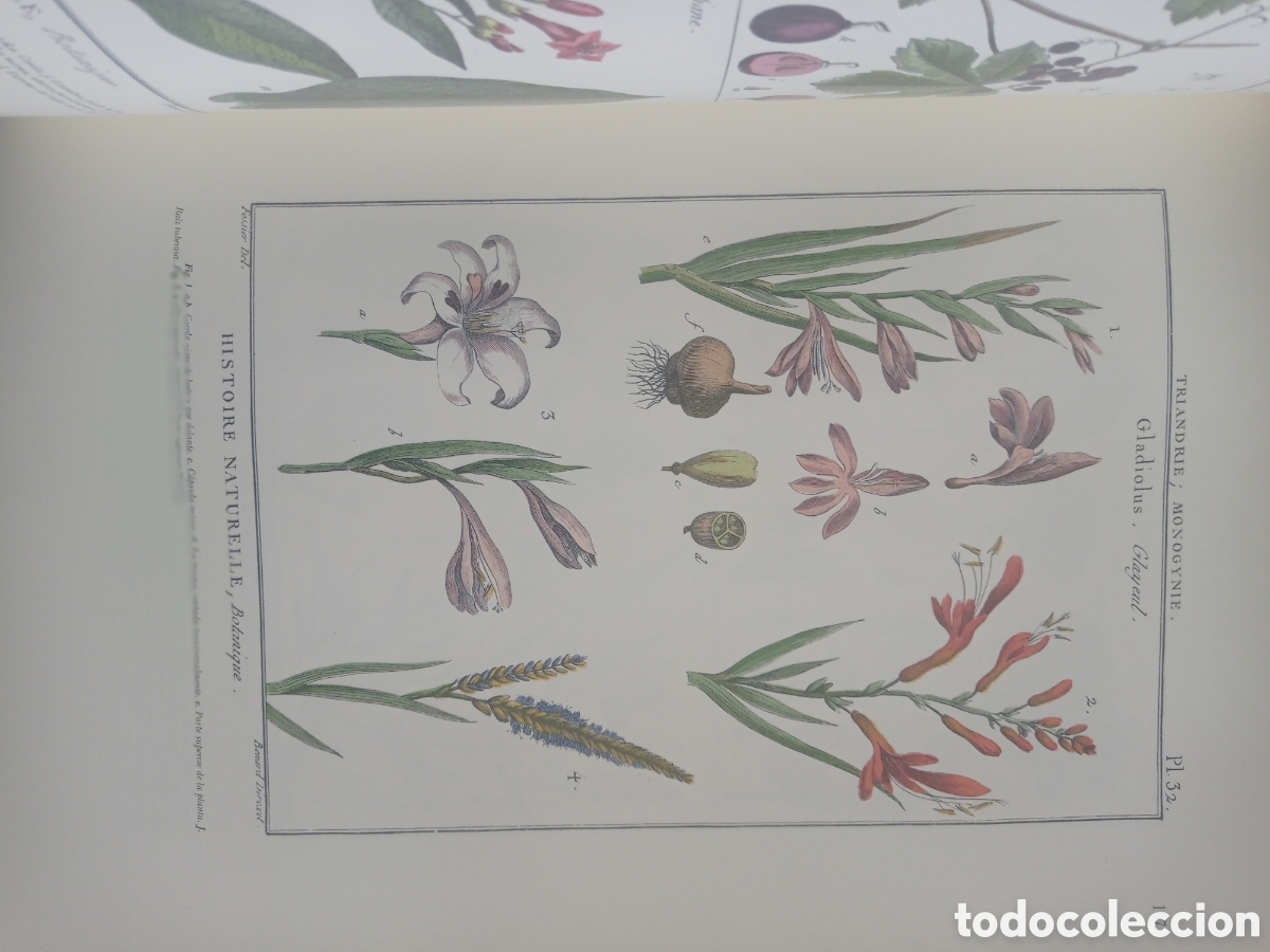 Libros antiguos: BOT&Aacute;NICA DE LAMARCK. EDICI&Oacute;N DE LUJO - Foto 12