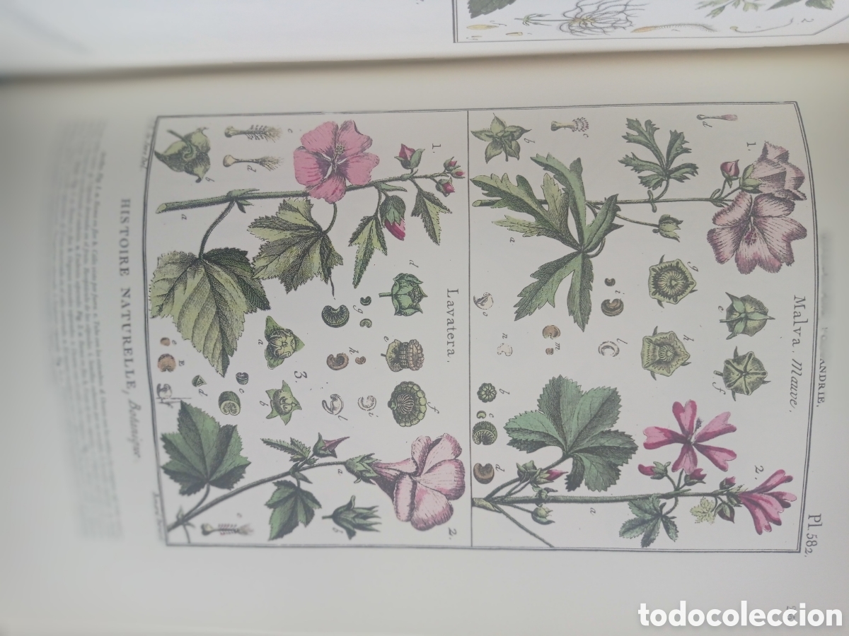 Libros antiguos: BOT&Aacute;NICA DE LAMARCK. EDICI&Oacute;N DE LUJO - Foto 13