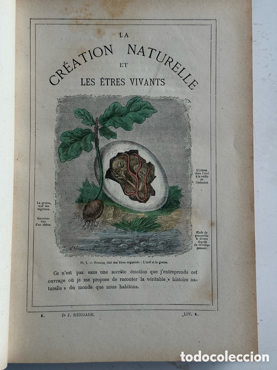 Libros antiguos: RENGADE, J. &mdash; La Cr&eacute;ation Naturelle et les &Ecirc;tres Vivants &mdash; Par&iacute;s, 1883 &mdash; L&aacute;minas cromolitografiadas