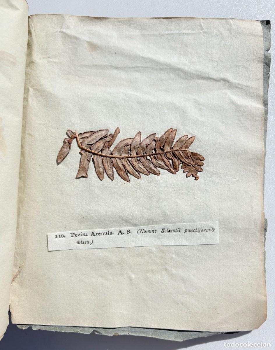 Libros antiguos: SCLEROMYCETI SUECIAE &middot; Elias Fries &middot; Lund, 1820 &middot; Exsiccata micol&oacute;gica con espec&iacute;menes originales