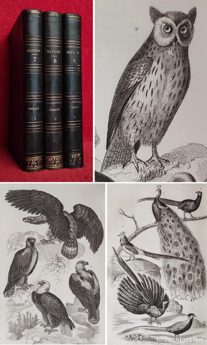 Libros antiguos: ❤️️A&Ntilde;O 1844 - BUFFON - LAS AVES - COMPLETO - 350 GRABADOS DE AVES - ORNITOLOG&Iacute;A - P&Aacute;JAROS